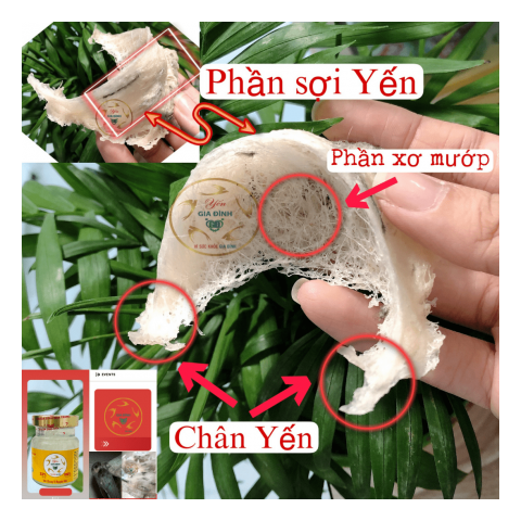 CẤU TẠO CỦA TỔ YẾN THÔ GIA ĐÌNH NHA TRANG